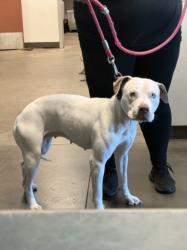 Shelter Stray Female Dog last seen , West Valley Animal Shelter, 20655 Plummer St, Chatsworth, CA 91311, USA