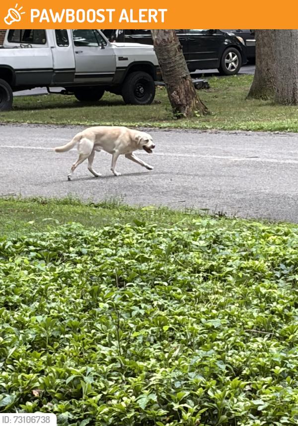 Found/Stray Unknown Dog last seen Trindle Road, Cumberland County, PA 17007