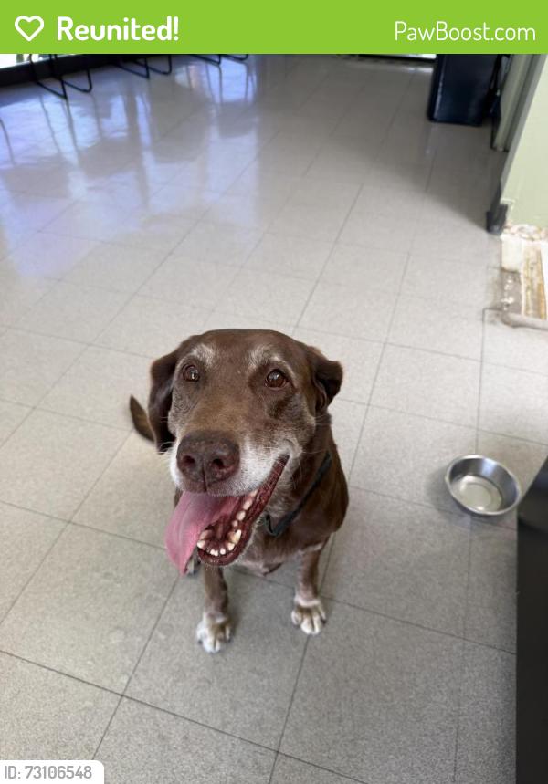 Reunited Female Dog last seen Myra & bernadette, Buena Park, CA 90620