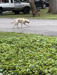 Found/Stray Unknown Dog last seen Trindle Road, Cumberland County, PA 17007