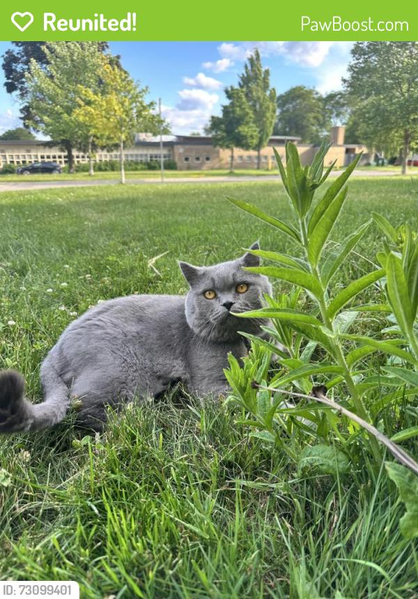 Reunited Male Cat last seen Near Ulverston Road , Toronto, ON M9C 3A3