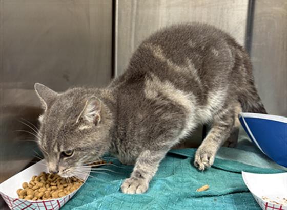 Shelter Stray Male Cat last seen Near, 2600 S Harding St, Indianapolis, IN 46221, USA