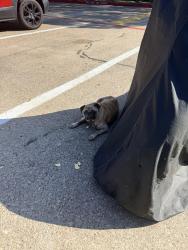 Found/Stray Female Dog last seen Near McCree rd, Dallas, TX 75238