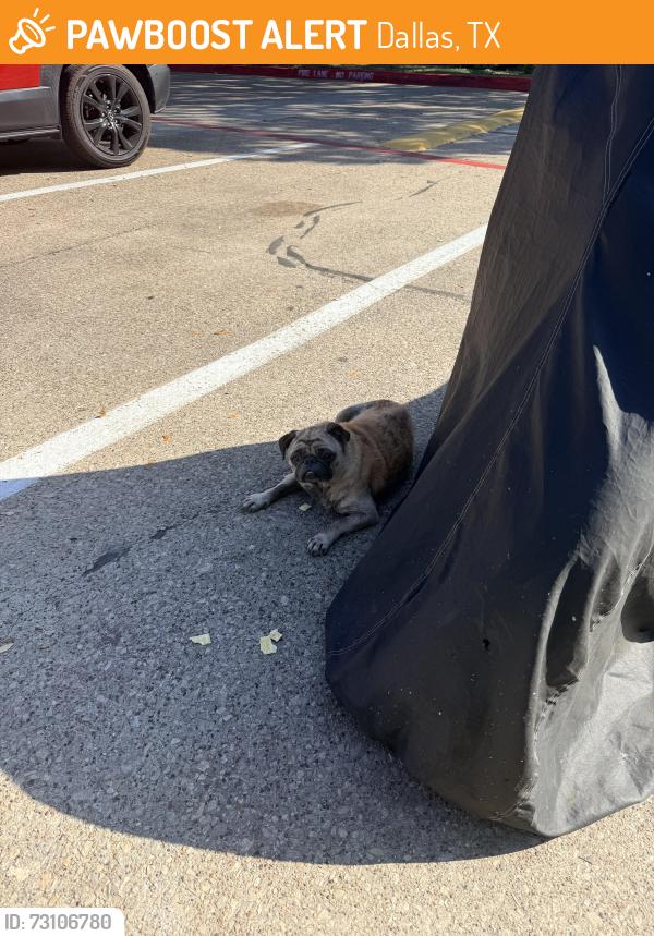 Found/Stray Female Dog last seen Near McCree rd, Dallas, TX 75238