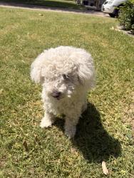 Reunited Male Dog last seen Northaven Trail, Dallas, TX 75229