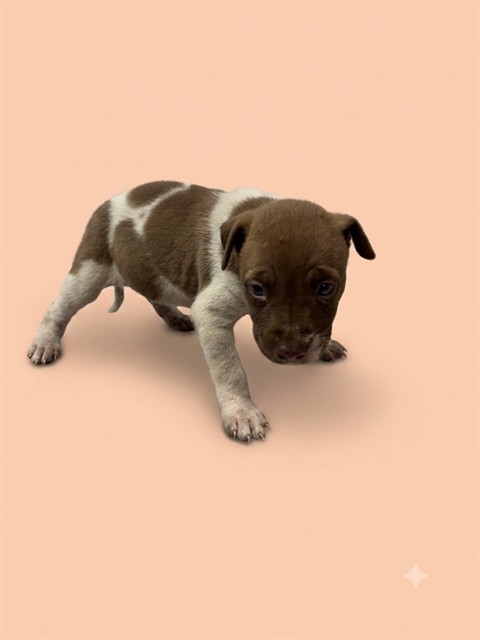Shelter Stray Female Dog last seen ROBERT ST, 2020 Forest St, Jacksonville, FL 32204, USA