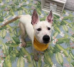 Shelter Stray Female Dog last seen Near BLOCK SAINT AUBIN ST, DETROIT, MI, 48212, 7401 Chrysler Dr, Detroit, MI 48211, USA