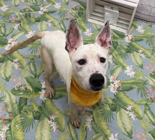 Shelter Stray Female Dog last seen Near BLOCK SAINT AUBIN ST, DETROIT, MI, 48212, 7401 Chrysler Dr, Detroit, MI 48211, USA
