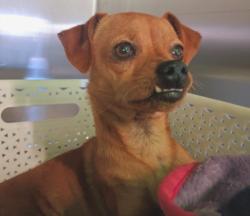 Shelter Stray Male Dog last seen , 1850 W 60th St, Los Angeles, CA 90047, USA