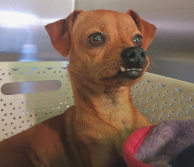 Shelter Stray Male Dog last seen , 1850 W 60th St, Los Angeles, CA 90047, USA