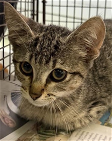 Shelter Stray Male Cat last seen , 1850 W 60th St, Los Angeles, CA 90047, USA