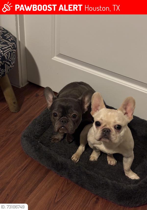 Lost Female Dog last seen Shadow dell, Houston, TX 77092