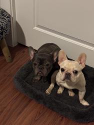 Lost Female Dog last seen Shadow dell, Houston, TX 77092