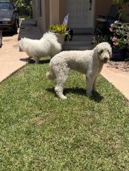 Found/Stray Unknown Dog last seen Near place, Westchester, FL 33165