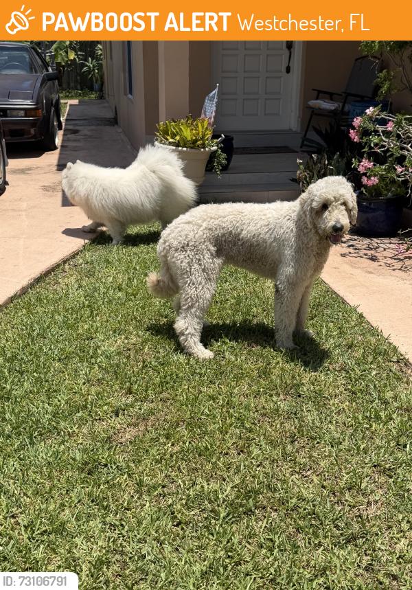 Found/Stray Unknown Dog last seen Near place, Westchester, FL 33165