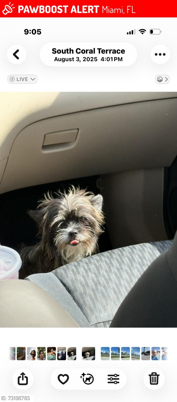 Lost Female Dog last seen Near Sw 43 Terr, Miami, FL 33155