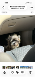 Lost Female Dog last seen Near Sw 43 Terr, Miami, FL 33155