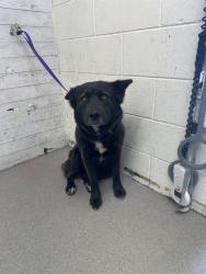 Shelter Stray Female Dog last seen CITRUS ST X LOMA AVE, 333 Chandler Pl, San Bernardino, CA 92408, USA