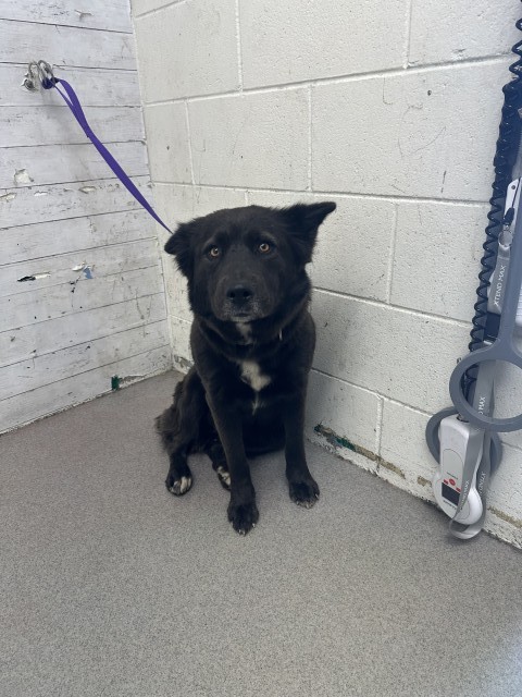 Shelter Stray Female Dog last seen CITRUS ST X LOMA AVE, 333 Chandler Pl, San Bernardino, CA 92408, USA