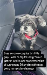Reunited Male Dog last seen 9th ave and sunrise by Hoover architecture, Fort Lauderdale, FL 33315
