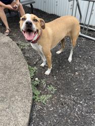 Reunited Male Dog last seen Peggy’s Habor on the Three Rivers Heritage Trail, Pittsburgh, PA 15233