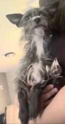 Lost Female Dog last seen 95st and state line rd, Leawood, KS 66206