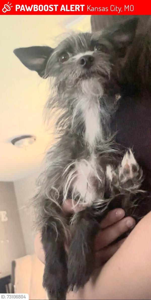 Lost Female Dog last seen 95st and state line rd, Leawood, KS 66206