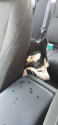 Found/Stray Unknown Dog last seen Wilkinson blvd & Westerly Hills, Charlotte, NC 28208