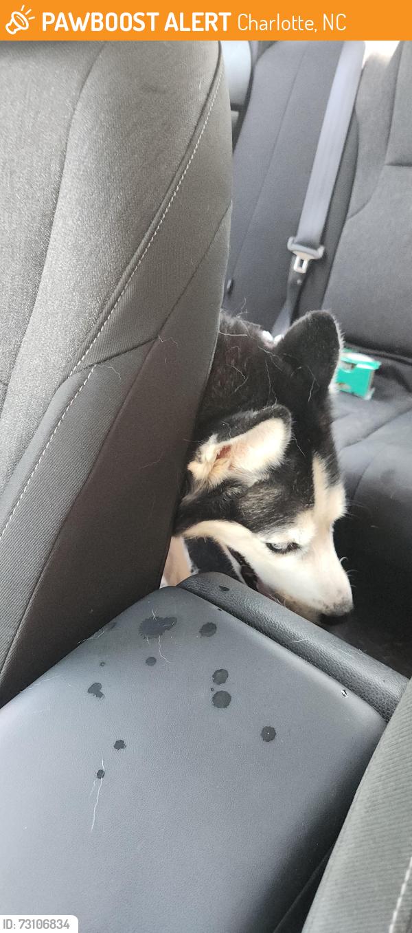 Found/Stray Unknown Dog last seen Wilkinson blvd & Westerly Hills, Charlotte, NC 28208