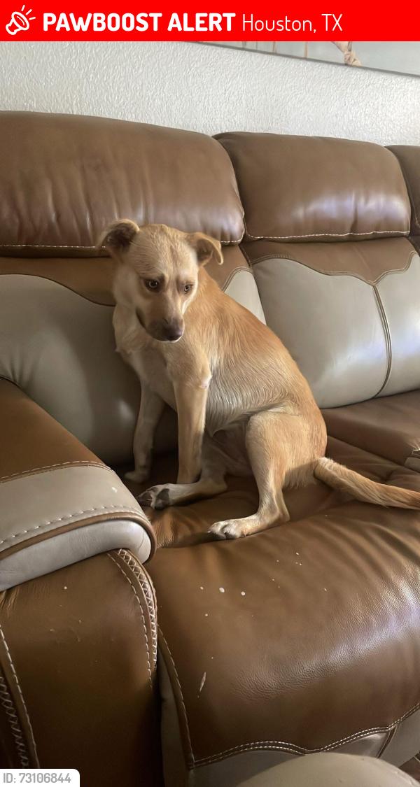 Lost Female Dog last seen Trogon, Houston, TX 77083