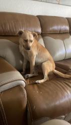 Lost Female Dog last seen Trogon, Houston, TX 77083