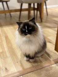 Lost Male Cat last seen Thoreau Elementary (NE 137th St and 87th Ave NE), Kirkland, WA 98034