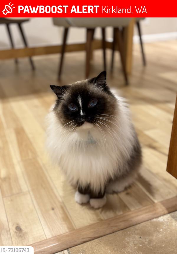 Lost Male Cat last seen Thoreau Elementary (NE 137th St and 87th Ave NE), Kirkland, WA 98034