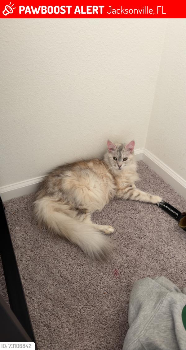 Lost Female Cat last seen Philips and Greenland, Jacksonville, FL 32258