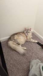 Lost Female Cat last seen Philips and Greenland, Jacksonville, FL 32258