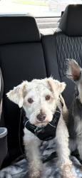 Reunited Male Dog last seen Lifetime Fitness Garland, TX, Garland, TX 75044