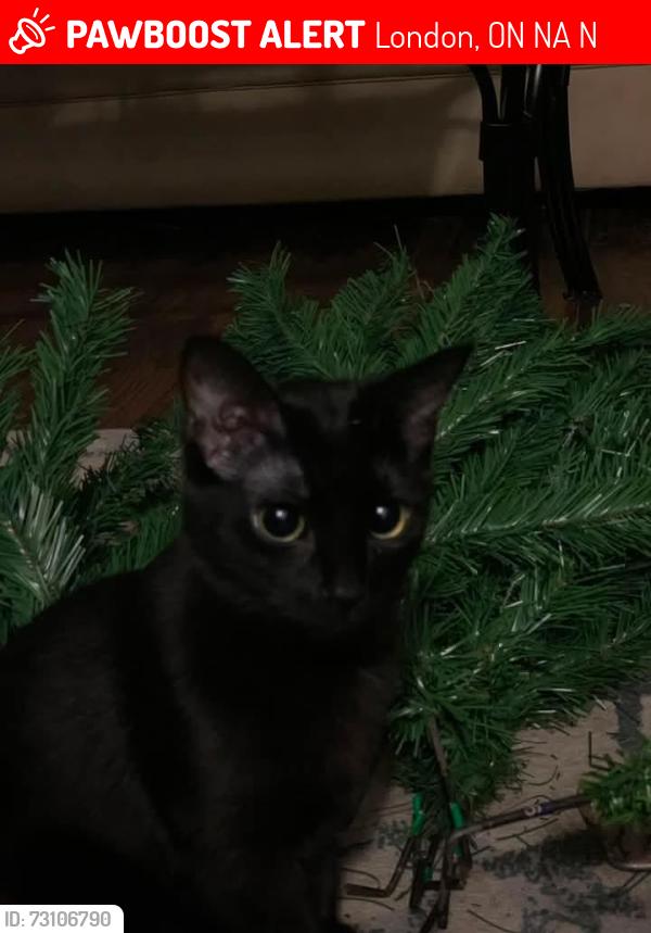 Lost Female Cat last seen Near mill, London, ON N6A 1N8