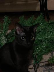 Lost Female Cat last seen Near mill, London, ON N6A 1N8