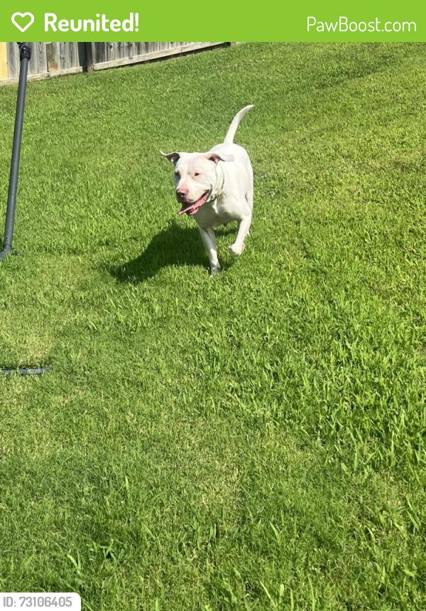 Reunited Male Dog last seen Peachtree Cove and Pinetree Loop, Southaven, MS 38672