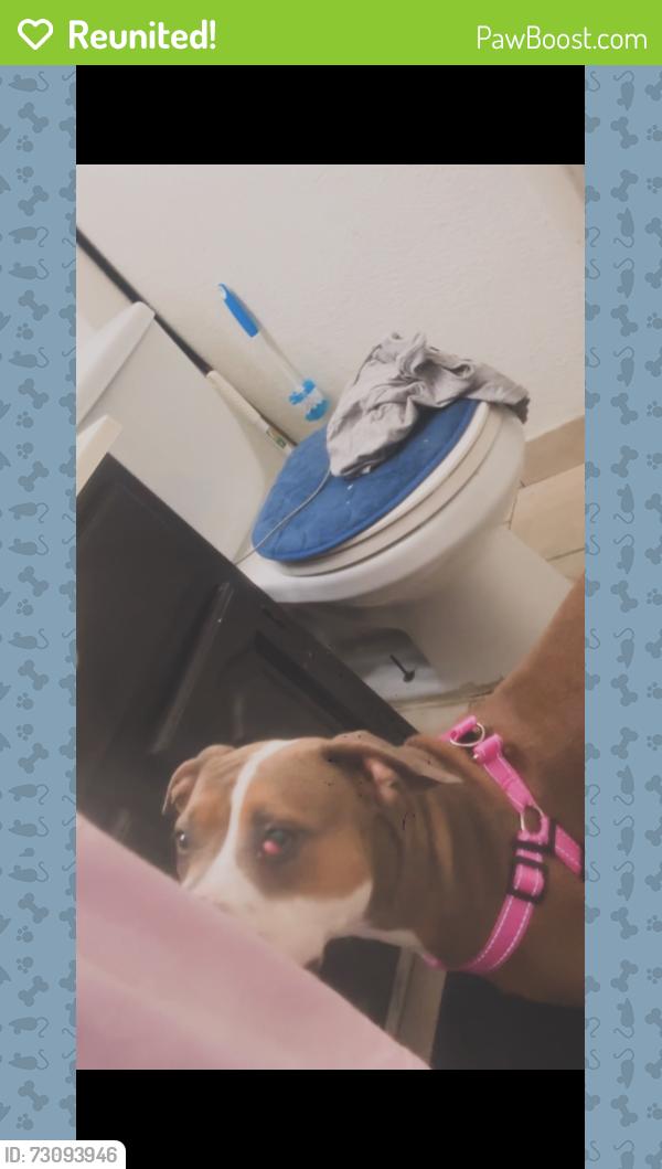 Reunited Female Dog last seen Near silver dollar ave, Las Vegas, NV 89102
