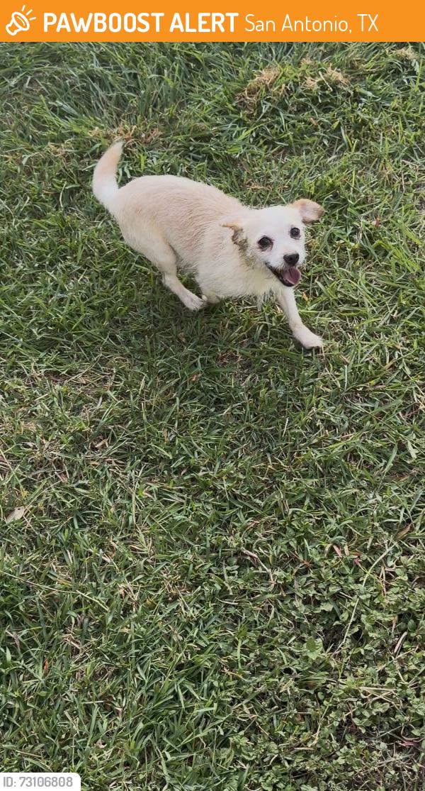 Found/Stray Male Dog last seen Candleglenn, San Antonio, TX 78244