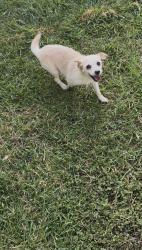 Found/Stray Male Dog last seen Candleglenn, San Antonio, TX 78244