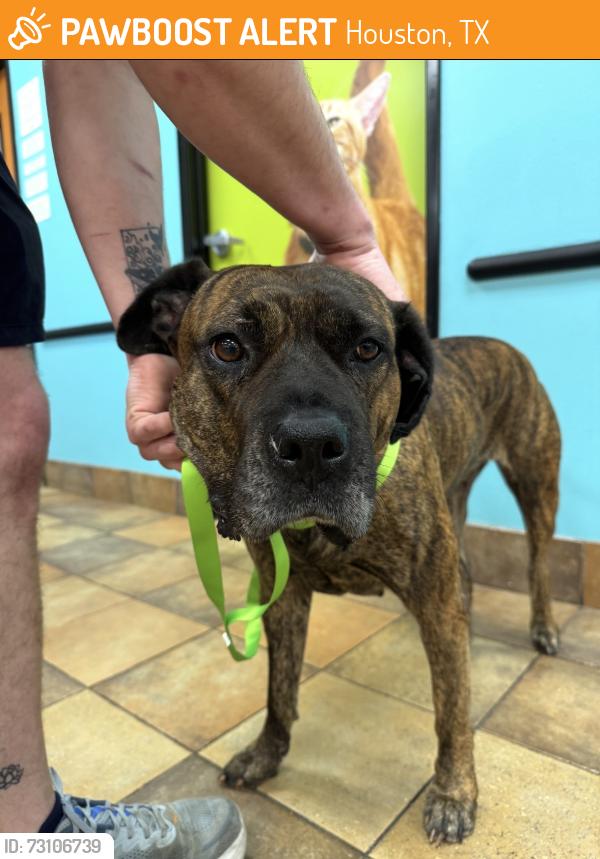 Found/Stray Female Dog last seen Briar Forest and Silverado Dr, Houston, TX 77077