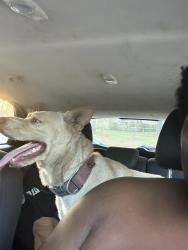 Reunited Female Dog last seen Fillyaw rd, Fayetteville, NC 28303