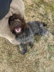 Found/Stray Male Dog last seen Hunts drive, McKinleyville, CA 95519