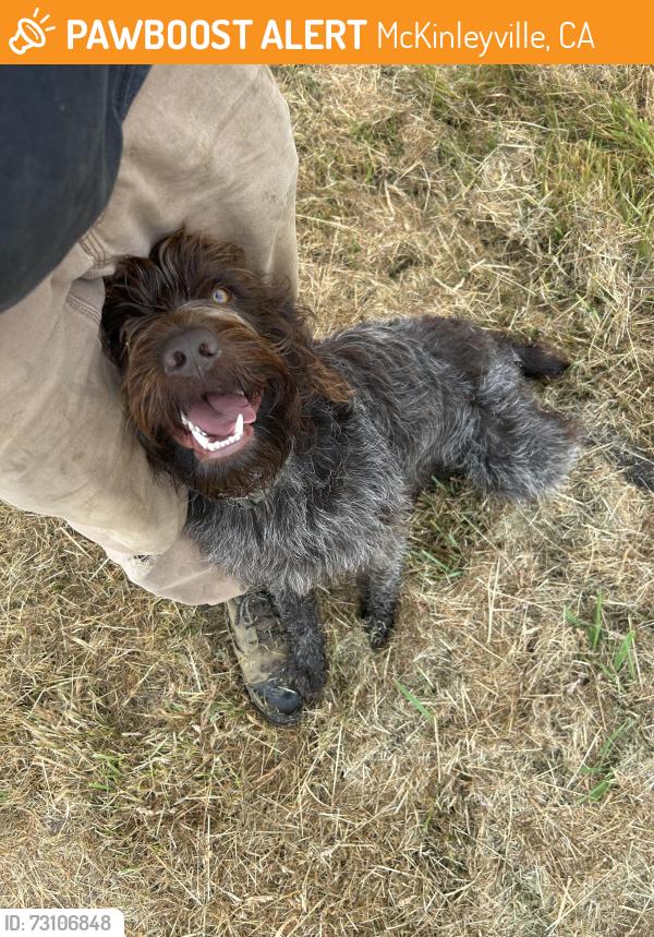 Found/Stray Male Dog last seen Hunts drive, McKinleyville, CA 95519