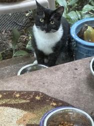 Found/Stray Male Cat last seen Pine Rock Ave, Hamden, CT 06514