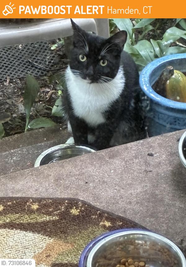 Found/Stray Male Cat last seen Pine Rock Ave, Hamden, CT 06514