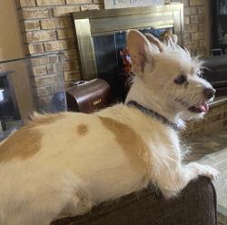 Reunited Female Dog last seen Near E Baltimore Ave, Las Vegas, NV 89104, USA, Las Vegas, NV 89104
