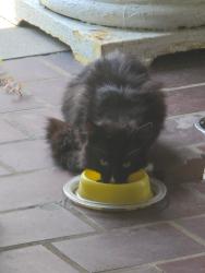 Found/Stray Unknown Cat last seen Irwin Avenue and Ohio River Boulevard, Ben Avon, PA 15202